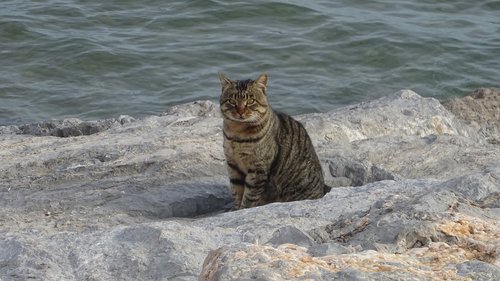 cat  rocks  sea
