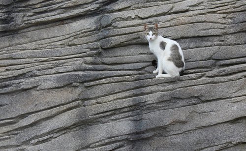 cat  rock  animal