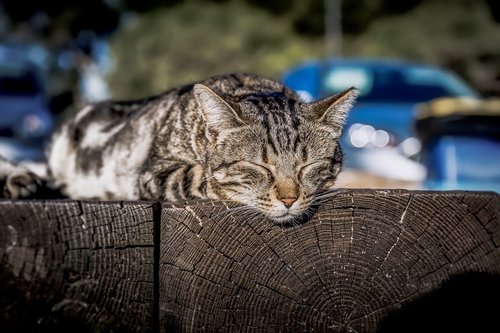 cat  sleeping  sunbathing
