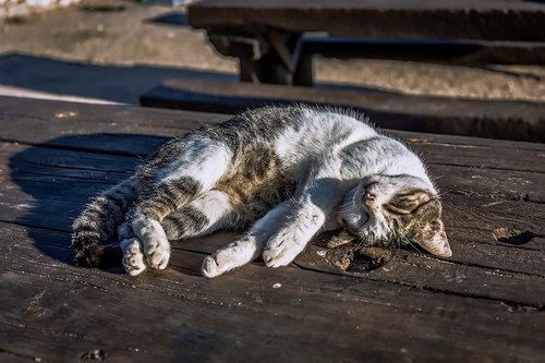 cat  sleeping  pet