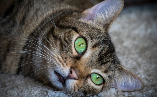 cat  animal  green eyes