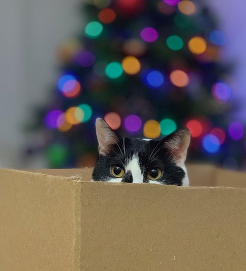 cat  box  kitten
