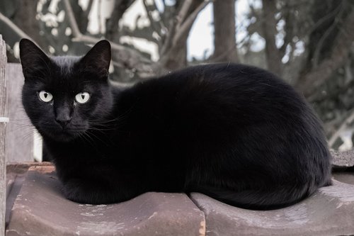 cat  black  animal