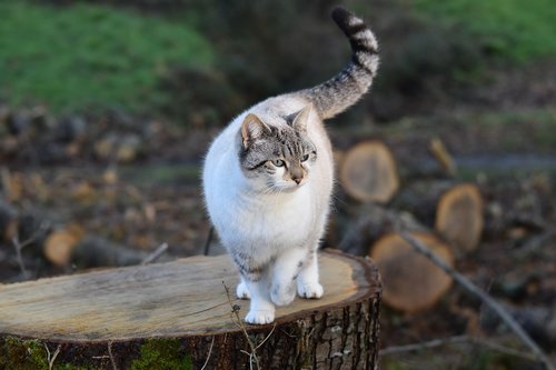 cat  pussy  pussy cloud