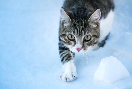 cat  snow  winter