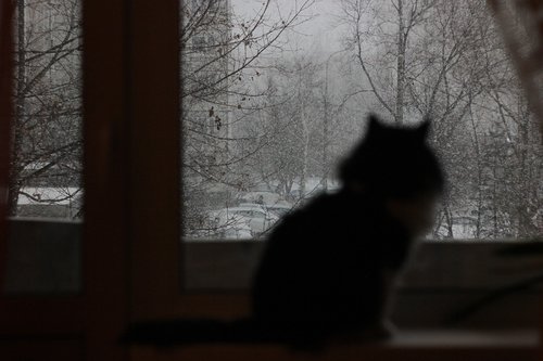 cat  snow  winter