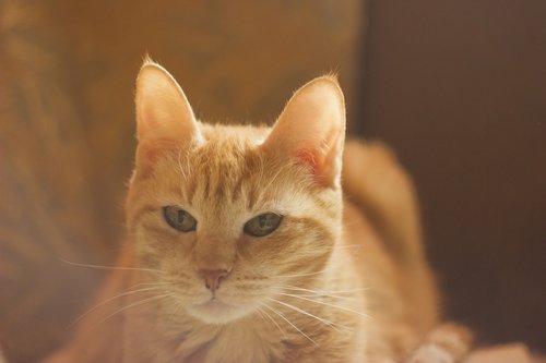 cat  redhead  light