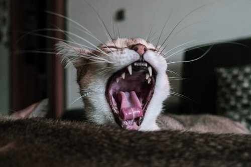 cat  teeth  animal