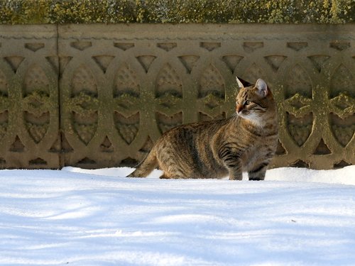 cat  snow  gray