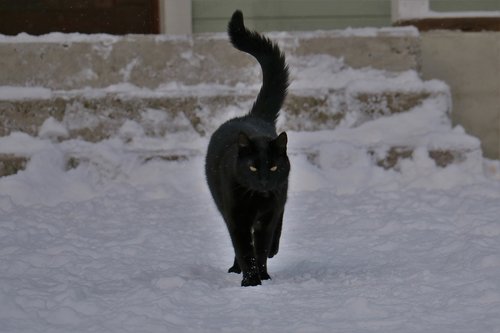 cat  winter  finnish