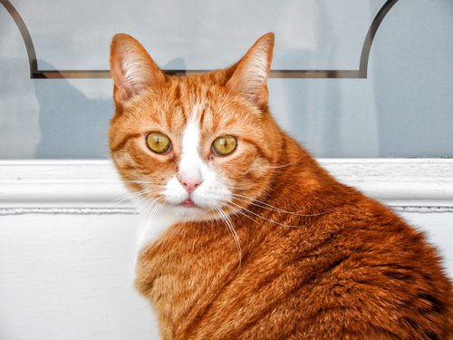 cat  feline  portrait