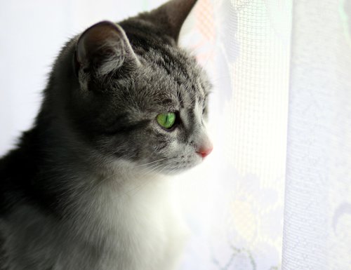 cat  about  window