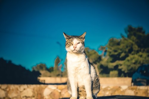 cat  portrait  animal