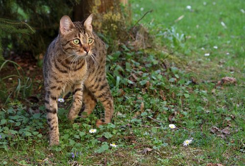 cat  bengal  wild