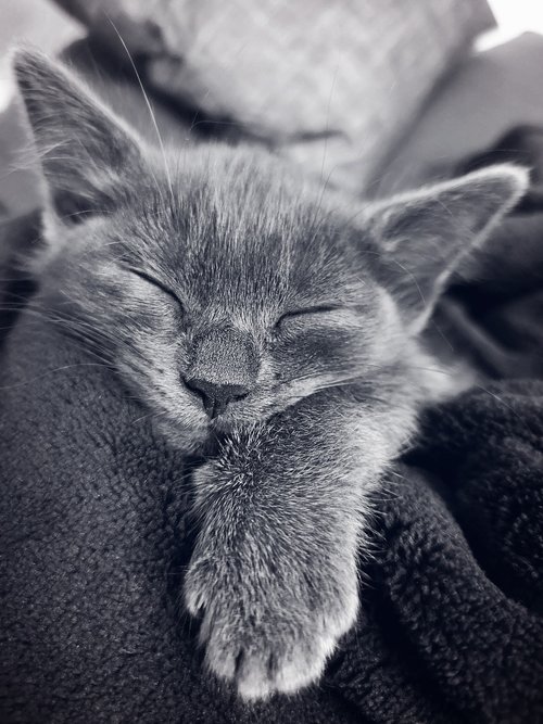 cat  kitten  sleeping