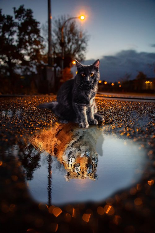 cat  tiger  puddle