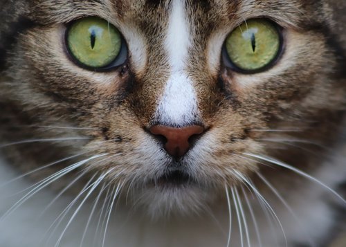 cat  cat's eyes  cat face