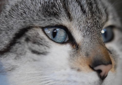 cat  cat's eyes  pussy cloud