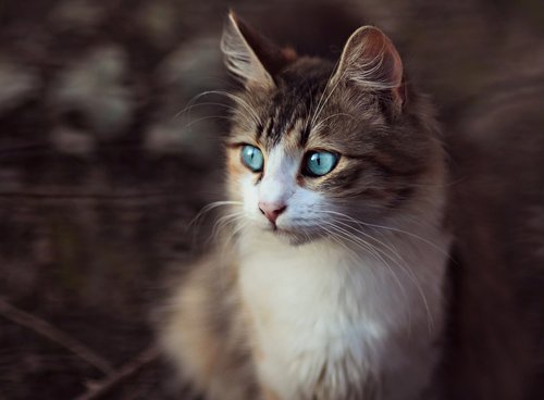 cat  blue eyes  portrait