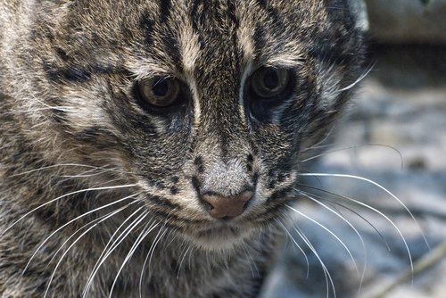 cat  fishing cat  zoo