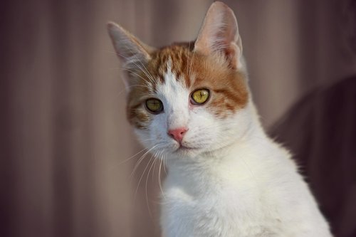 cat  white  orange