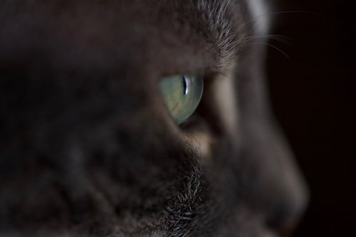 cat  eye  domestic cat