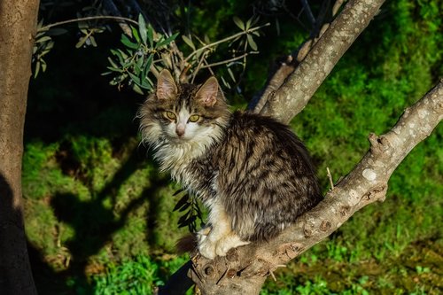 cat  stray  tree