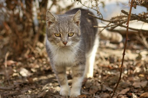 cat  white  gray