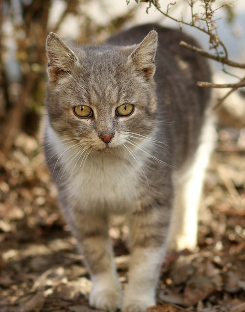 cat  white  gray