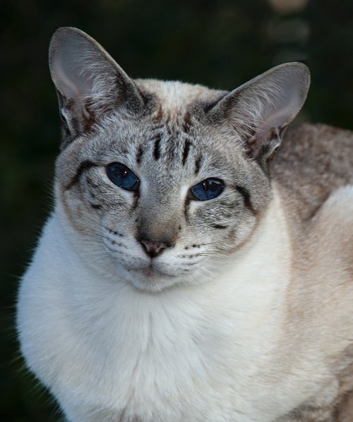 cat  siamese  animals