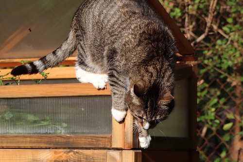 cat  mackerel  climb