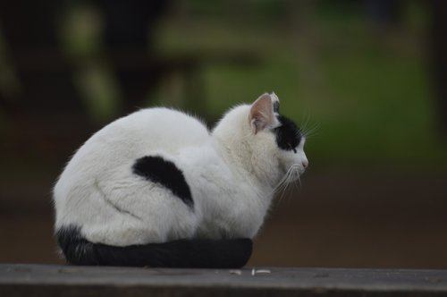 cat  black and white  animal
