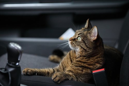 cat  car  animal