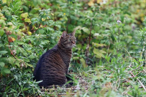 cat  hunt  animal