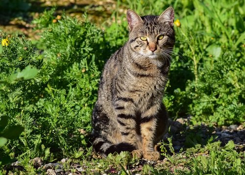 cat  stray  outdoor