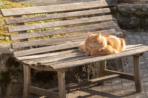 cat  red  domestic cat