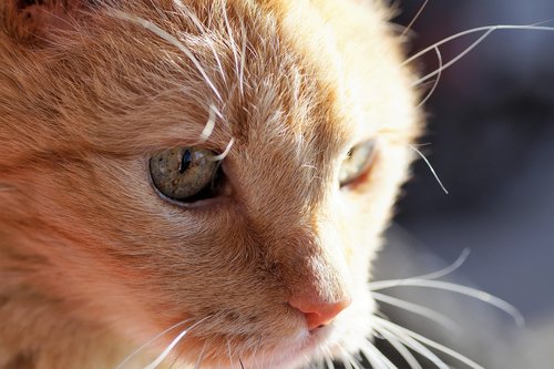 cat  tomcat  redheaded