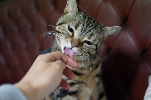 cat  american snapshot'hare  grooming