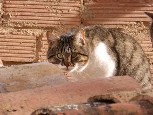 cat  housecat  roof
