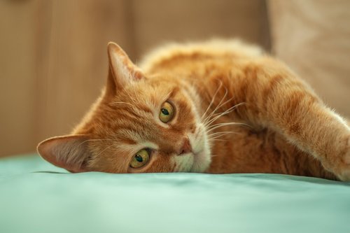 cat  red cat  red-headed cat