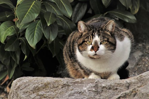 cat  in the garden  animals