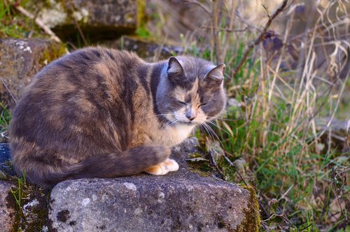 cat  pierre  animals