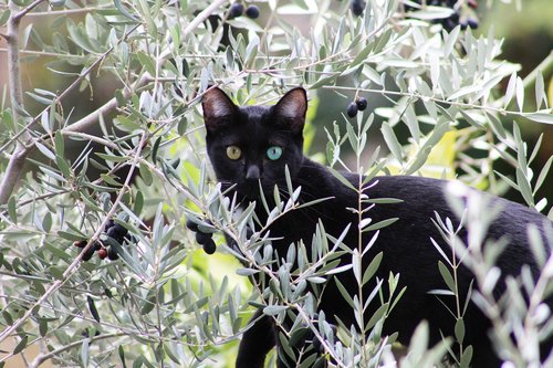 cat  black  salem
