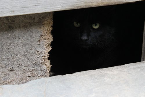 cat  black cat  cat eyes