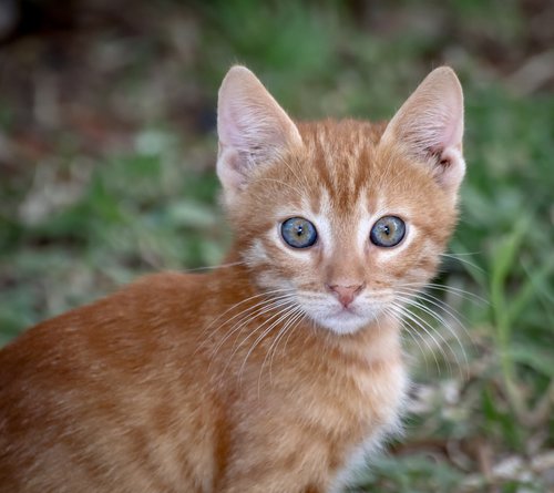 cat  domestic cat  pet