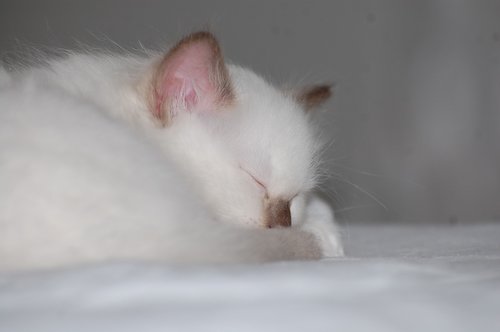 cat  kitten  sleep