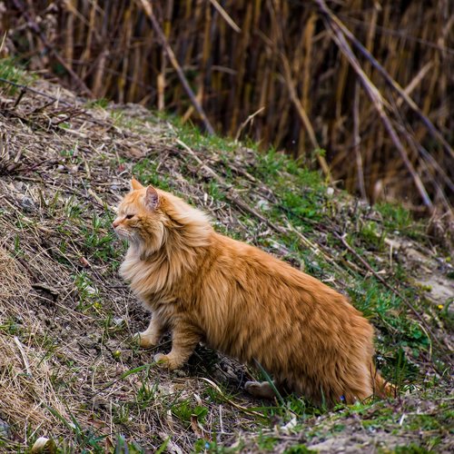 cat  feline  feral