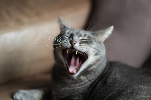 cat  yawning  yawn