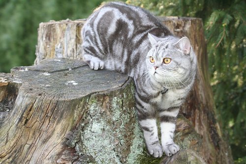 cat  silver  domestic cat