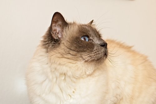 cat  sacred birman  moustache